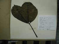 Herbarium sample